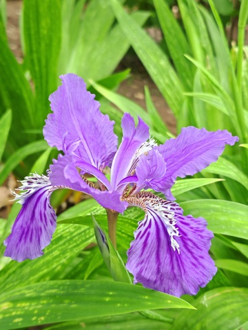 紫色鸢尾花盛开园艺美景