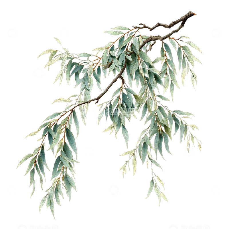 高清大图下载【趣麦麦图】荒野柳枝繁茂如诗如画