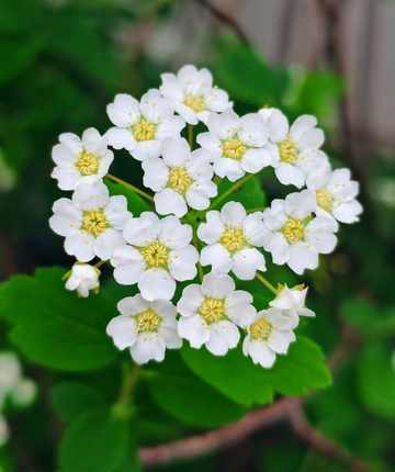 清新花卉特写摄影图