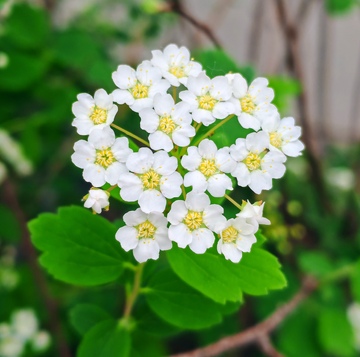 清新白花盛开特写摄影