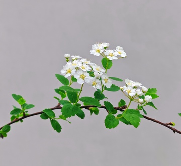 清新白花绿叶摄影