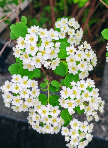 白色小花盛开特写摄影图片