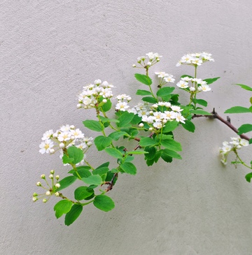 白墙白花绿植摄影