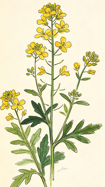 手绘油菜花植物