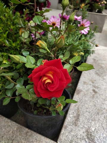 红玫瑰与紫花盆栽