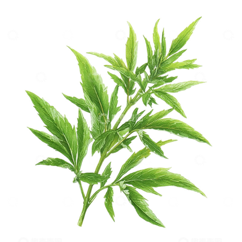 高清大图下载【趣麦麦图】艾草的绿意生机幻境