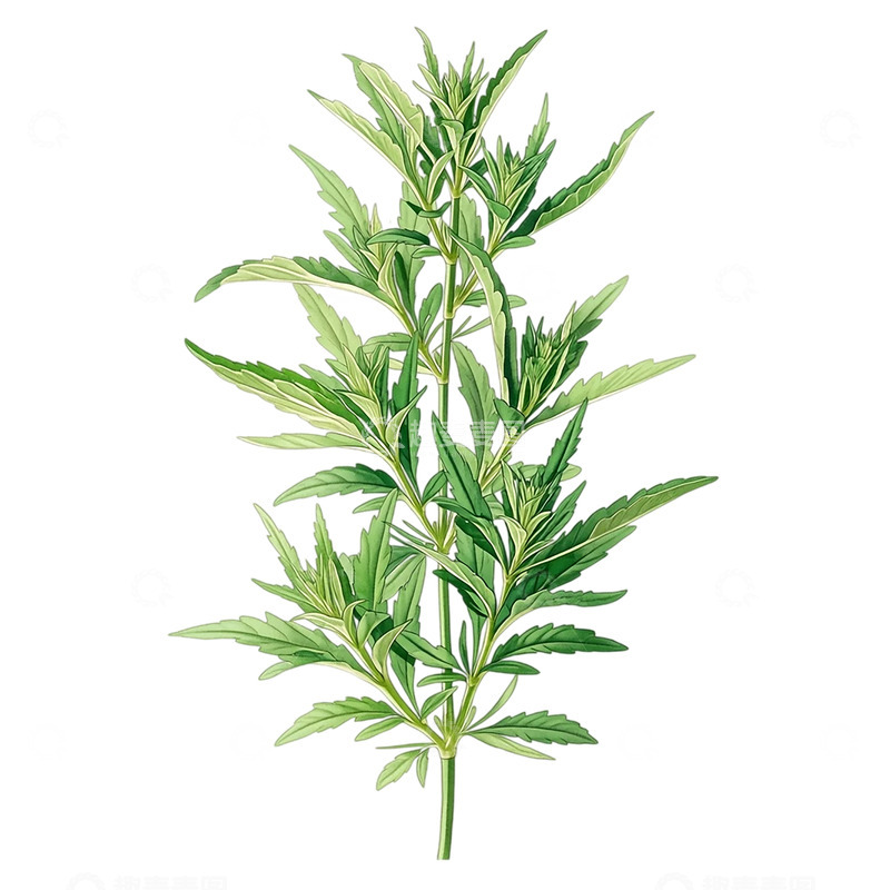 高清大图下载【趣麦麦图】草木繁盛的生命力