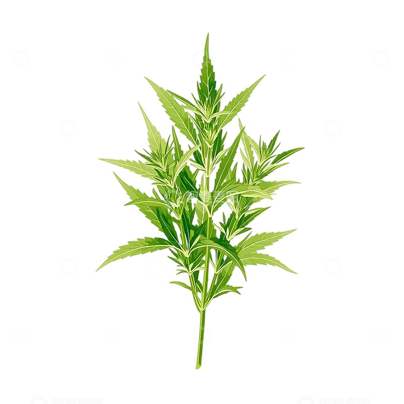 高清大图下载【趣麦麦图】返魂迷踪的艾草幻想