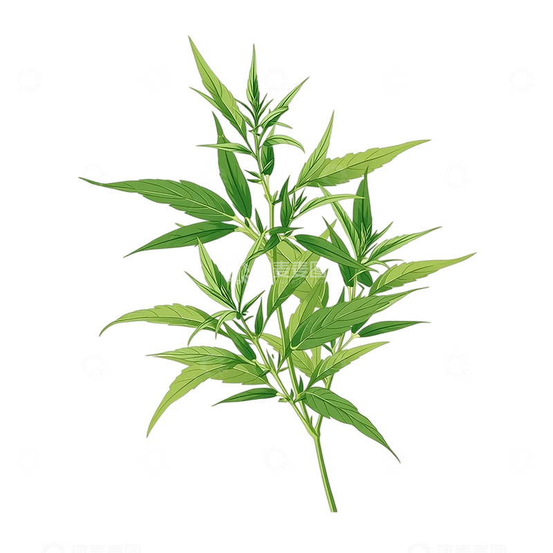 高清大图下载【趣麦麦图】艾草的生命律动与自然奇迹