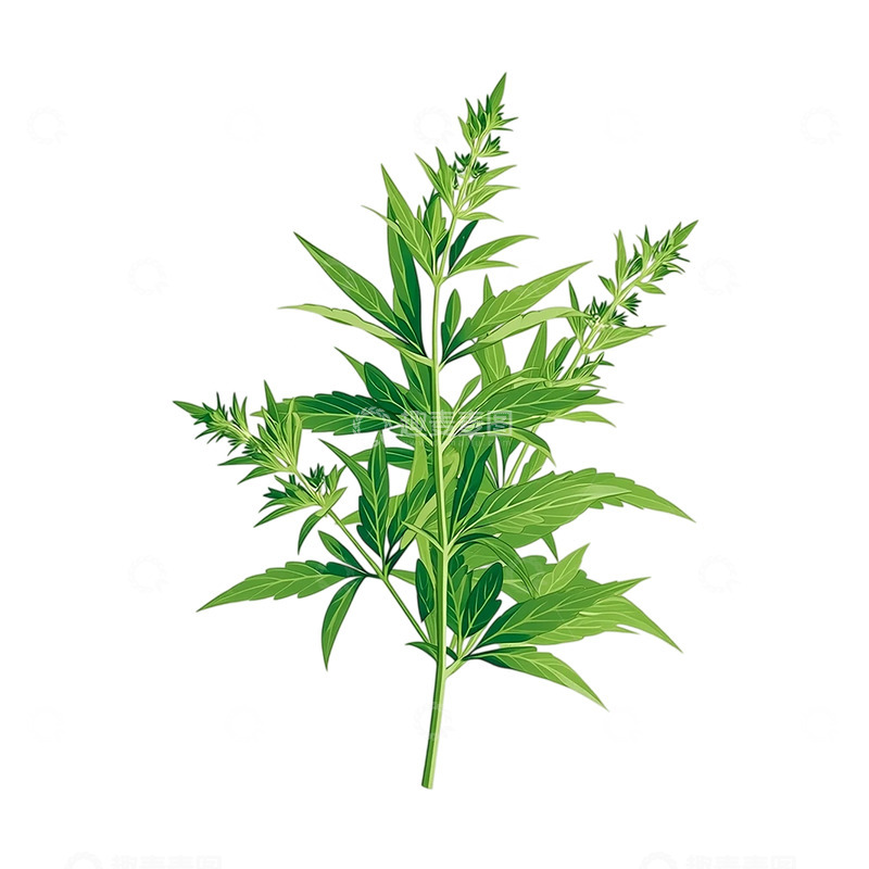 高清大图下载【趣麦麦图】艾草的生命律动与自然呼吸
