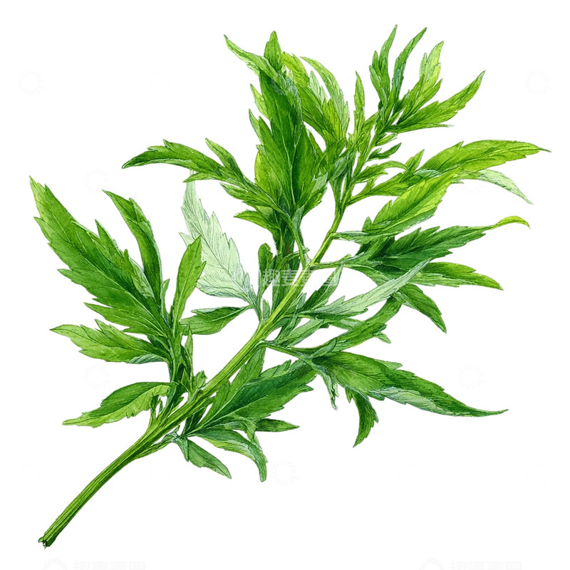 高清大图下载【趣麦麦图】艾草的生命律动与翠绿奇迹