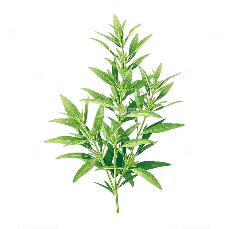 高清大图下载【趣麦麦图】灵性草药的生命律动
