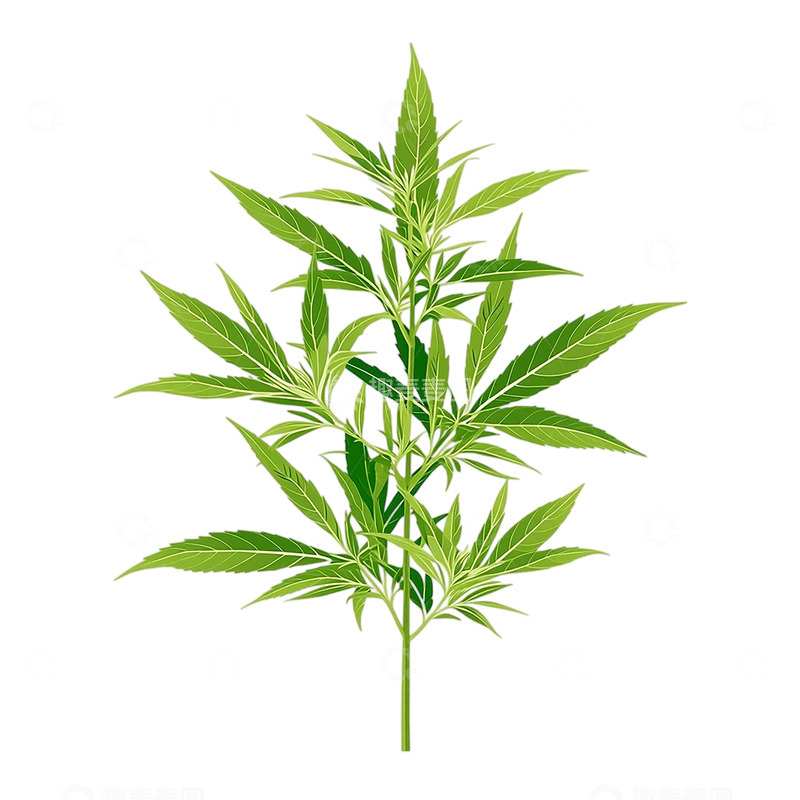 高清大图下载【趣麦麦图】灵韵葱郁艾草繁茂之魂