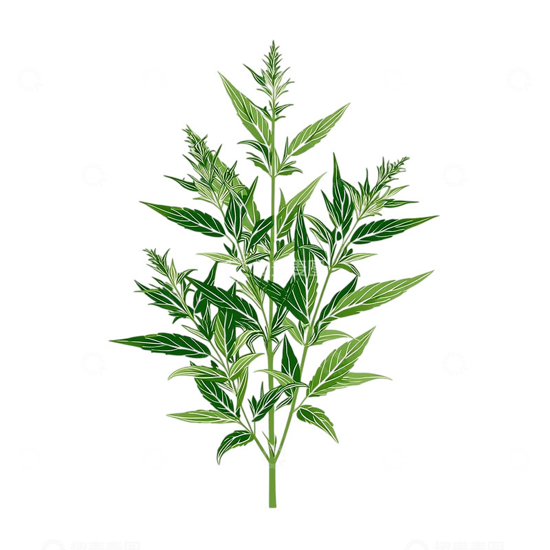 高清大图下载【趣麦麦图】艾草的深邃生命纹理