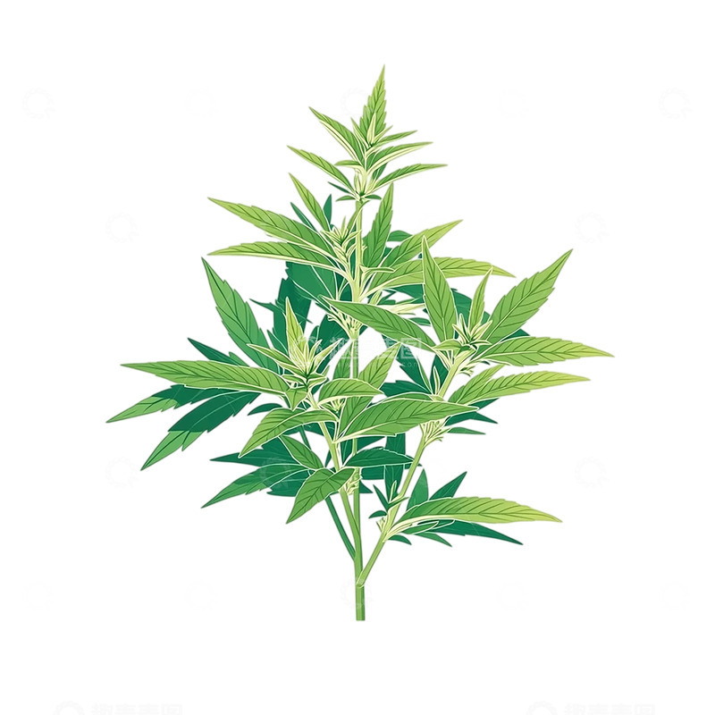 高清大图下载【趣麦麦图】绿色奇迹艾草的生命之歌