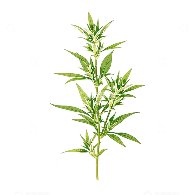 高清大图下载【趣麦麦图】清新自然艾草叶片特写