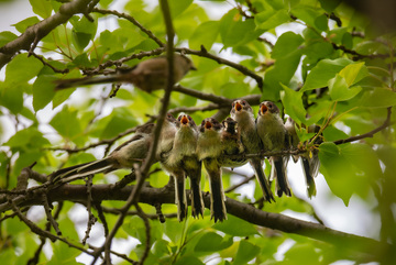 枝头上的哺育之歌