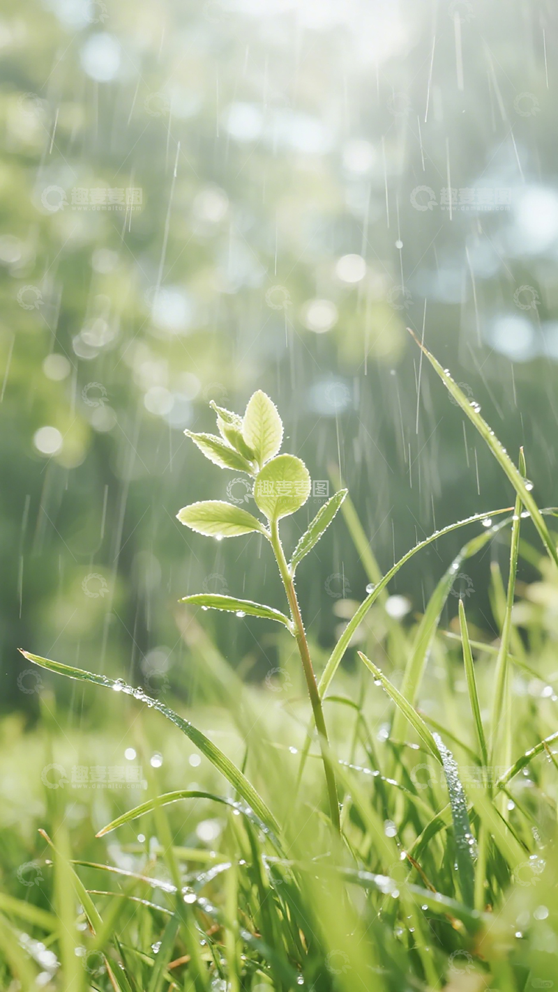 高清大图下载【趣麦麦图】春雨润绿草叶清新