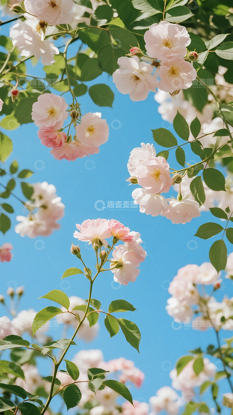 高清大图下载【趣麦麦图】春日花卉蓝天美景摄影