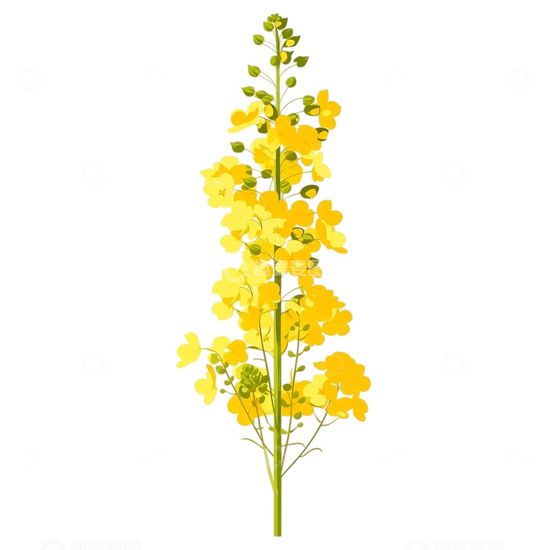 高清大图下载【趣麦麦图】艳丽金黄油菜花海的梦幻飘扬