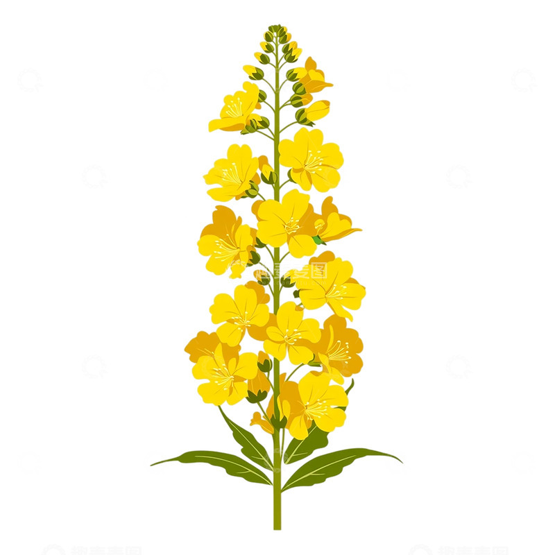高清大图下载【趣麦麦图】春日耀眼的油菜花林