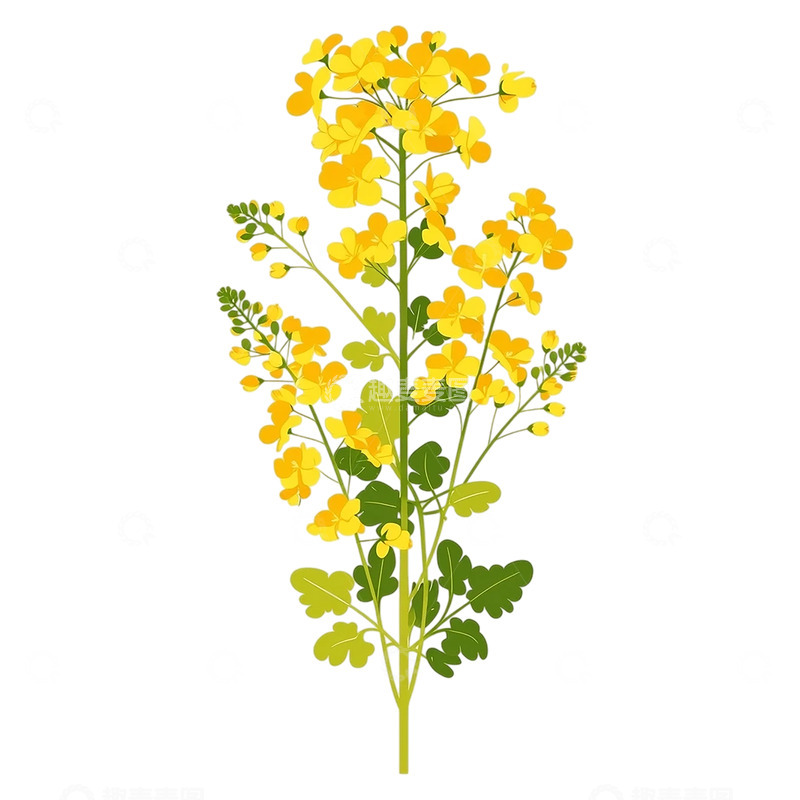 高清大图下载【趣麦麦图】金色油菜花海的诗意盛宴