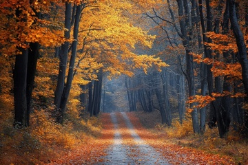 秋季落叶树林道路美景