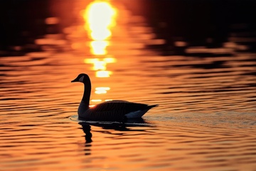 夕阳下游水的天鹅