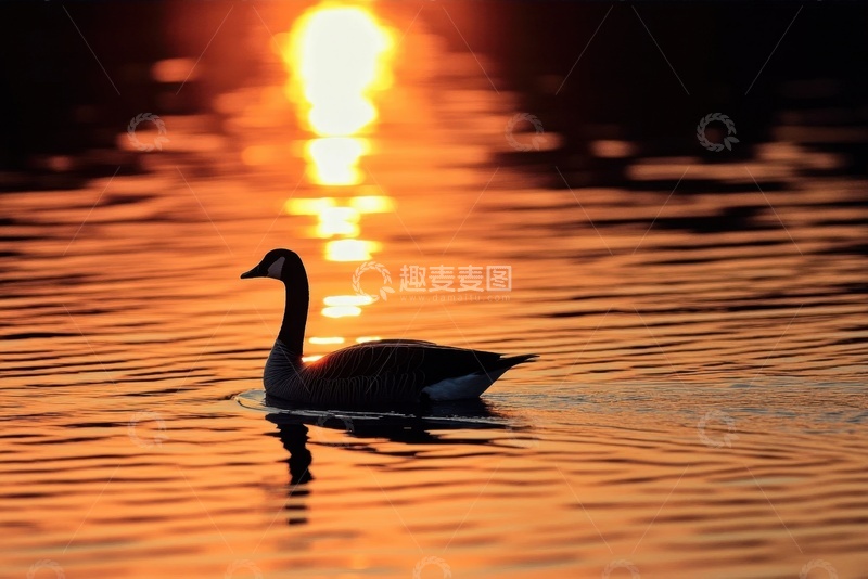 高清大图下载【趣麦麦图】夕阳下游水的天鹅