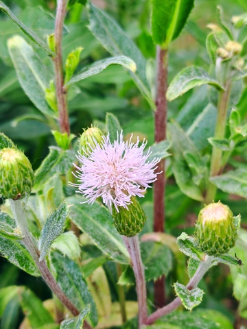 粉花蓟植物特写摄影
