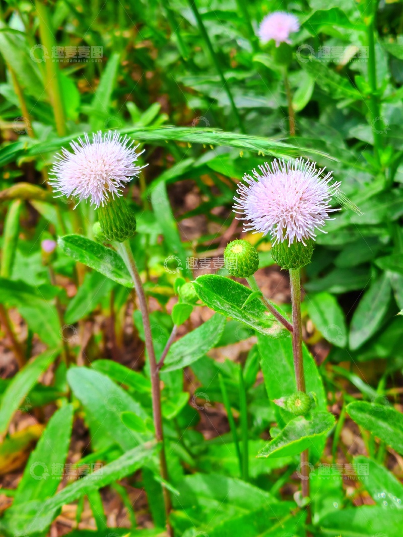 高清大图下载【趣麦麦图】粉花绿草自然风景摄影