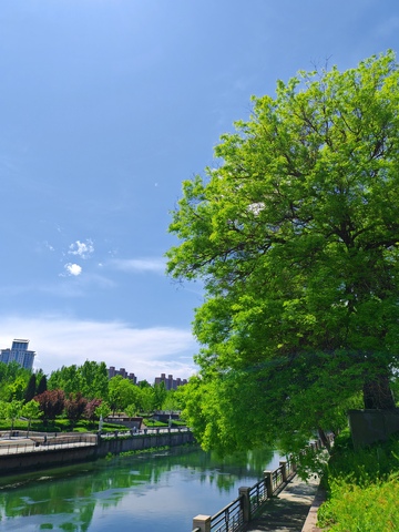 河畔绿树城市景