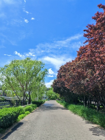 蓝天小径绿意浓