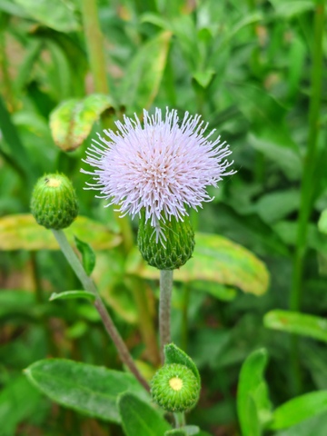 粉花绿叶自然植物景观
