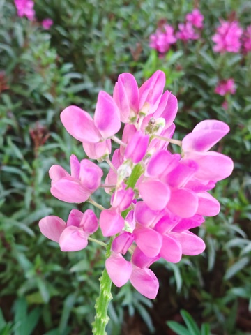 粉红花朵特写自然摄影