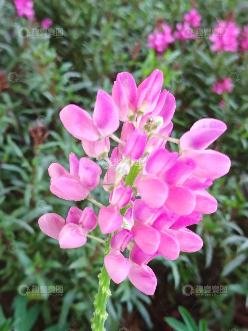 高清大图下载【趣麦麦图】粉红花朵特写自然摄影