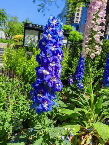 花园蓝紫花朵盛放美景