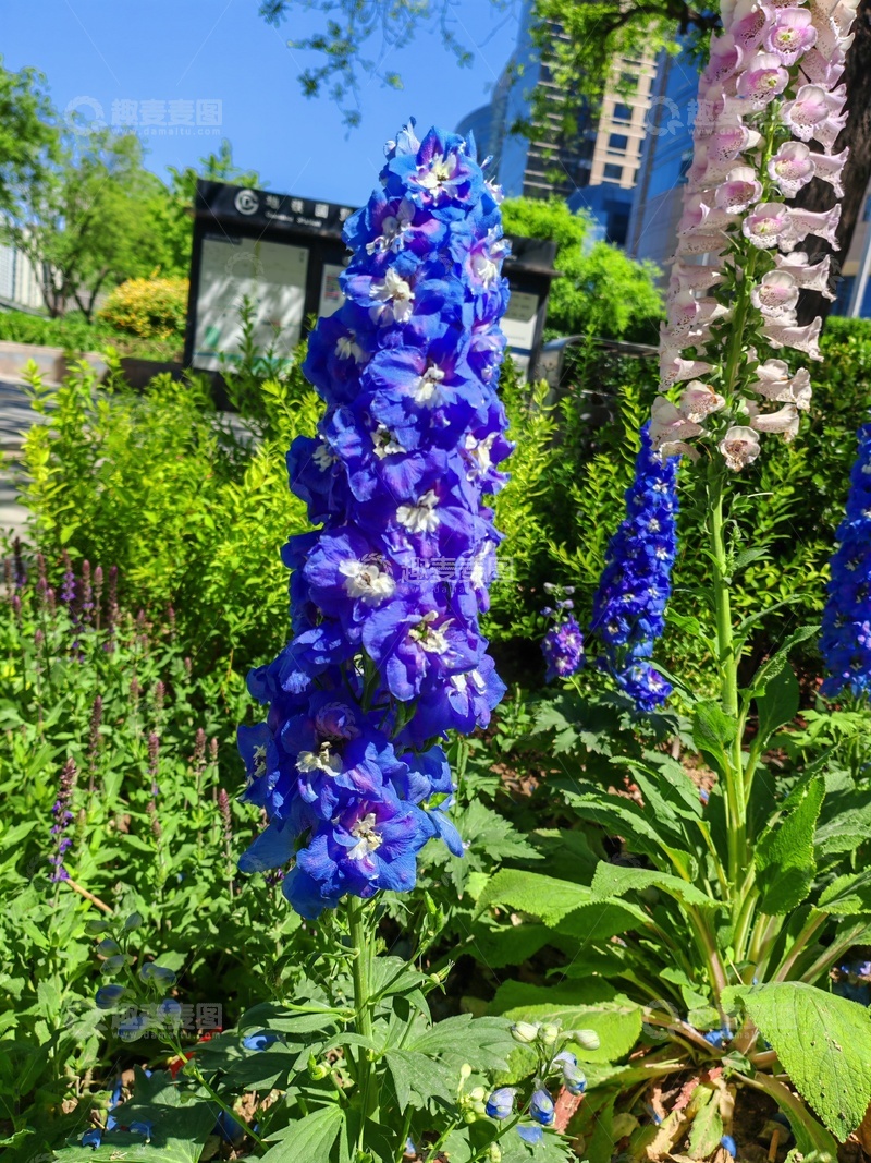 高清大图下载【趣麦麦图】花园蓝紫花朵盛放美景