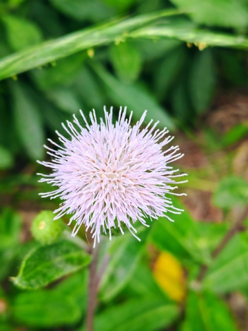 紫花球状植物特写
