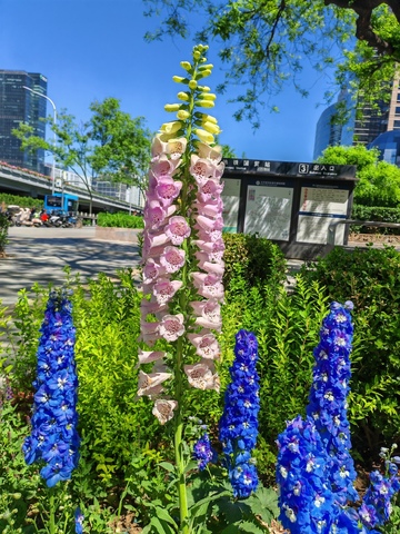 城市花园毛地黄盛开