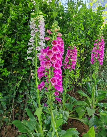 花园紫粉花儿盛开自然风景