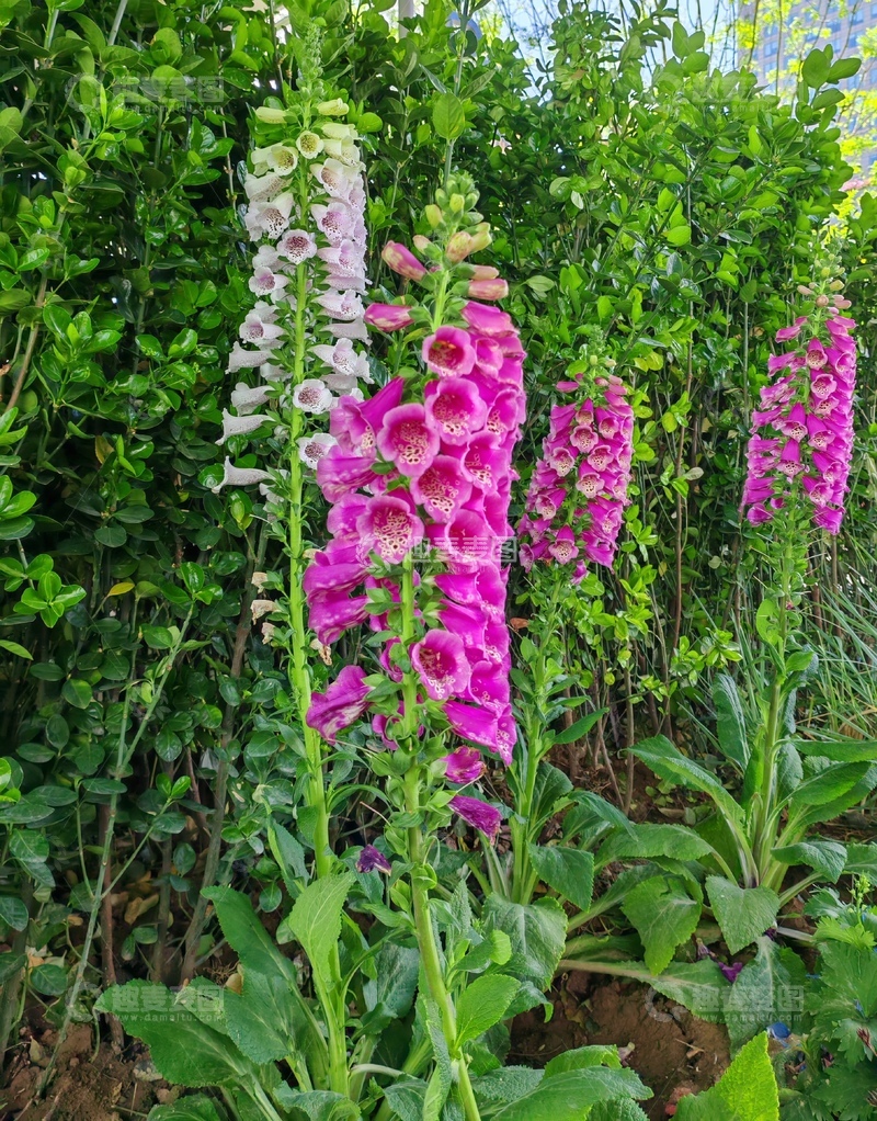 高清大图下载【趣麦麦图】花园紫粉花儿盛开自然风景