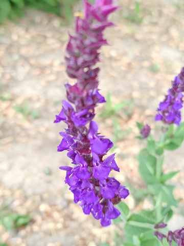 紫花特写自然摄影