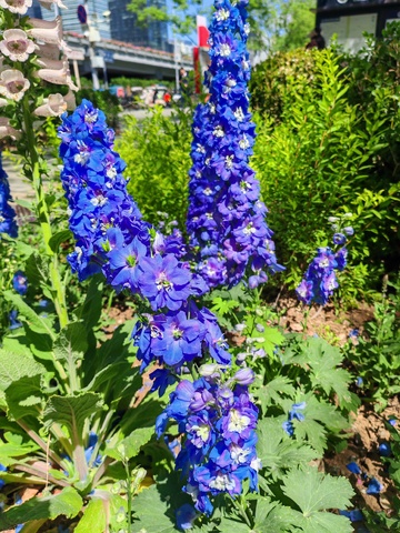 花园蓝花盛开自然风光