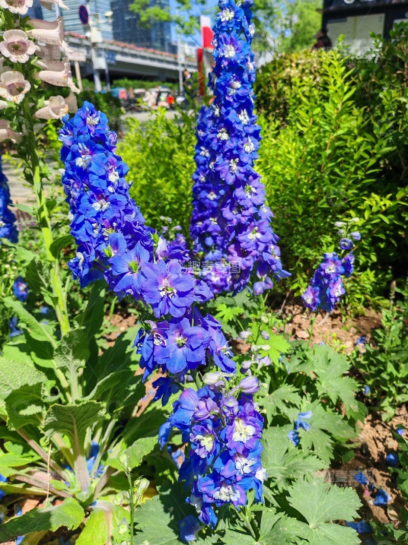 高清大图下载【趣麦麦图】花园蓝花盛开自然风光