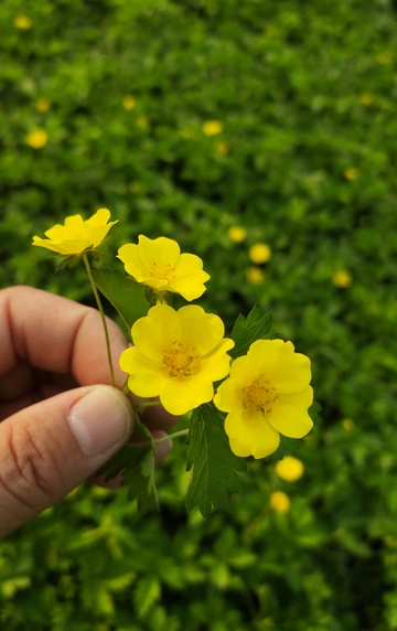 春日黄花手持美景