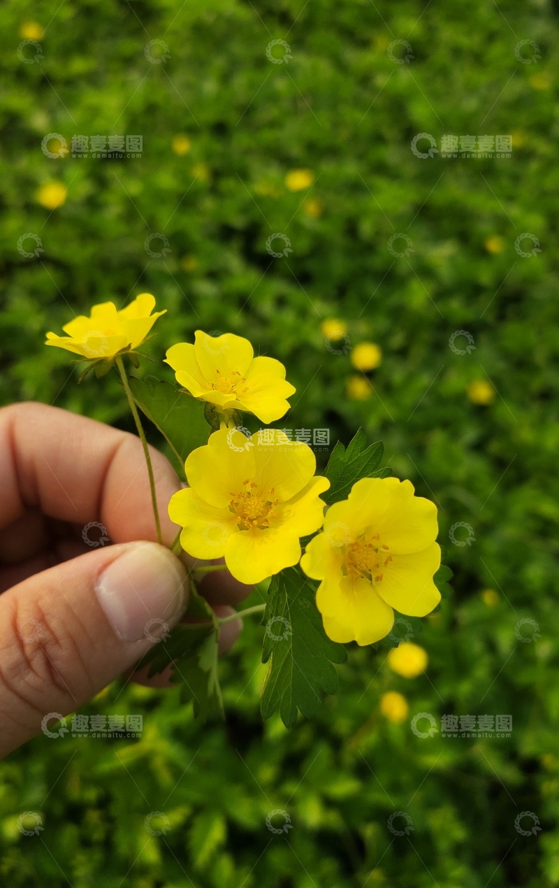 高清大图下载【趣麦麦图】春日黄花手持美景