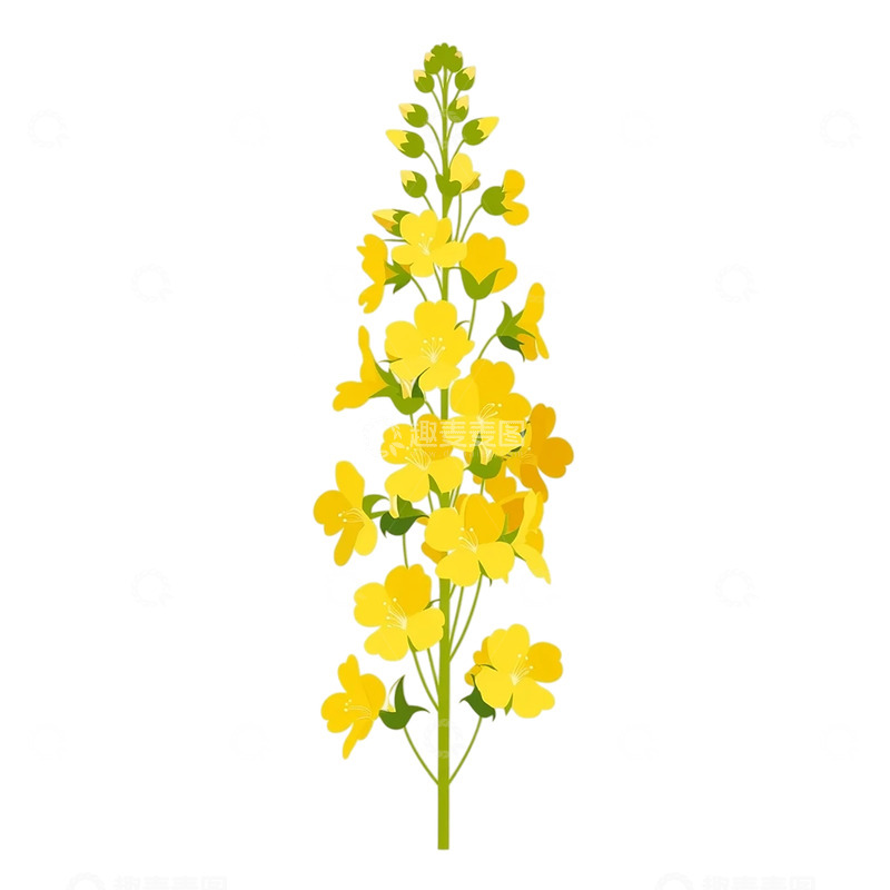 高清大图下载【趣麦麦图】金黄色油菜花海的绚丽盛宴