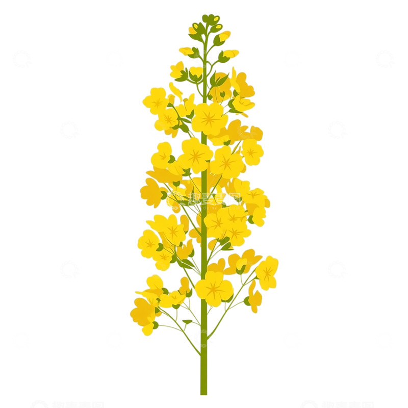 高清大图下载【趣麦麦图】繁花似锦的黄金奇迹