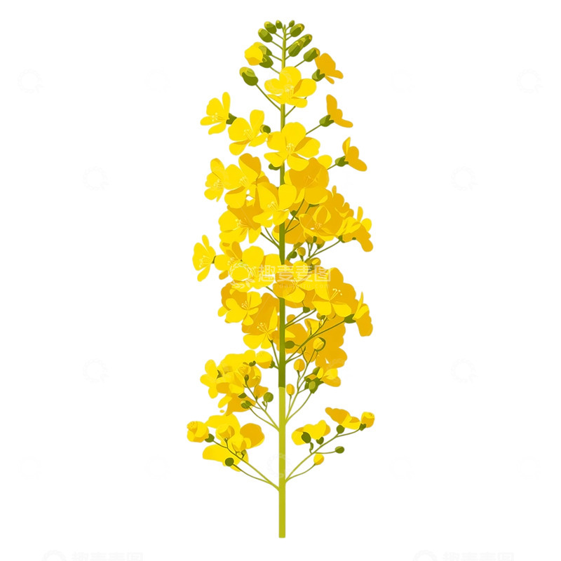 高清大图下载【趣麦麦图】金黄色油菜花海的盛宴